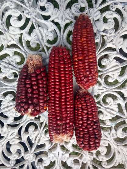 Red Aztec Corn