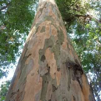 Eucalyptus diversicolor – Karri, SEED x 100