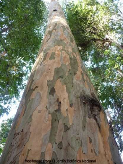 Eucalyptus diversicolor – Karri, SEED x 100