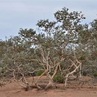 Eucalyptus gilli – Curly Mallee, SEED x 50, drought hardy