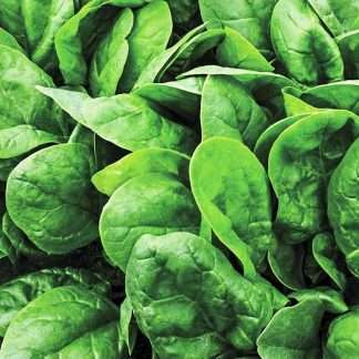 Spinach - English Medania