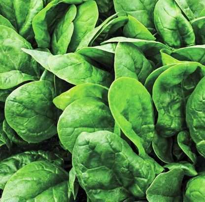 Spinach - English Medania