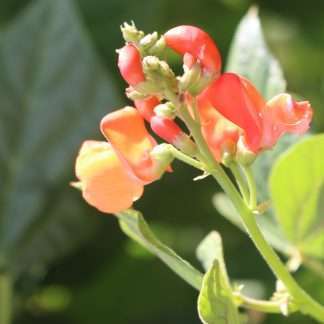 Scarlet Emperor Runner Climbing Bean