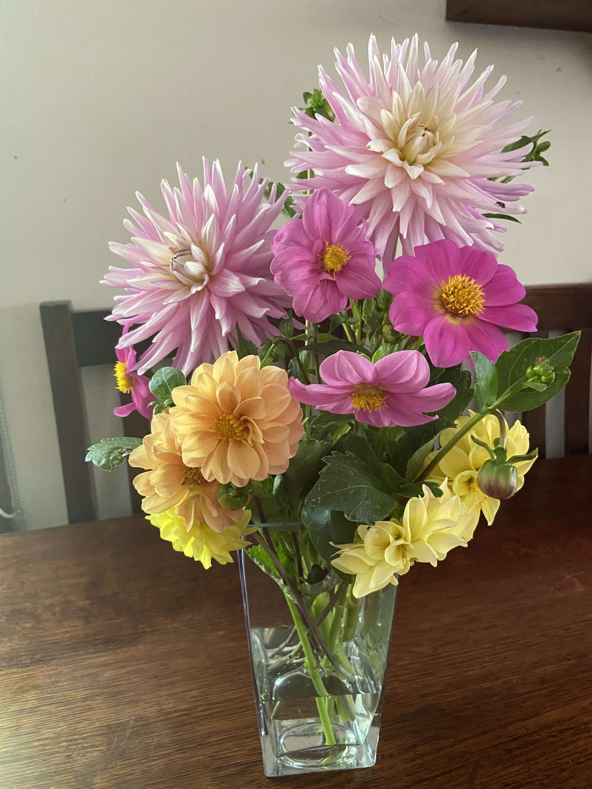 Dahila - Unwins Mix Dahila - Unwins Mix - Image 6