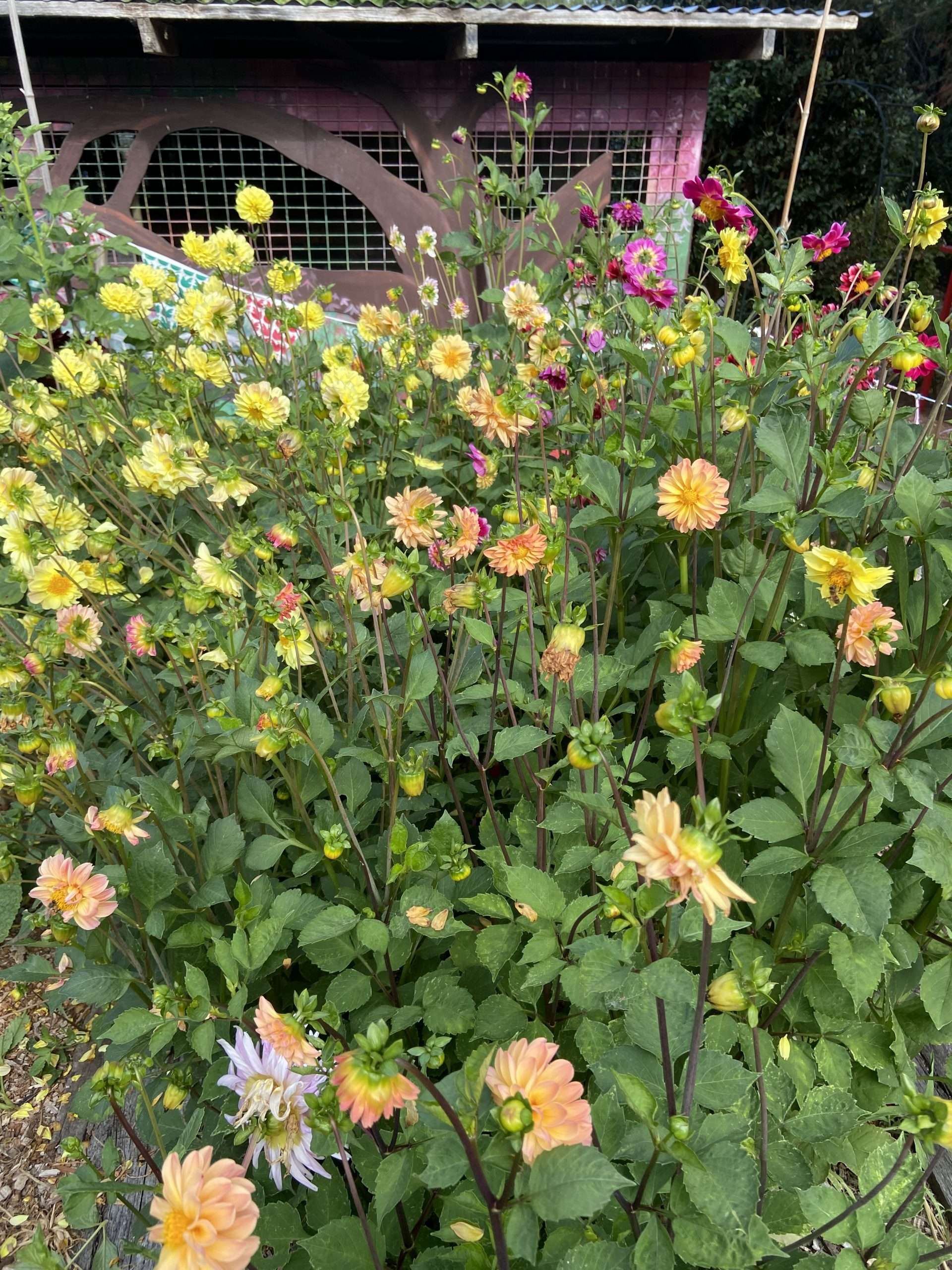 Dahila - Unwins Mix Dahila - Unwins Mix - Image 7