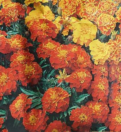 Marigold ‘Sparky Mixed’ – Tagetes patula, French Marigold SEED X 15