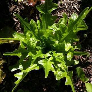 Oak Leaf Lettuce