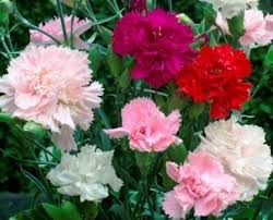 Carnation Chabud Giant