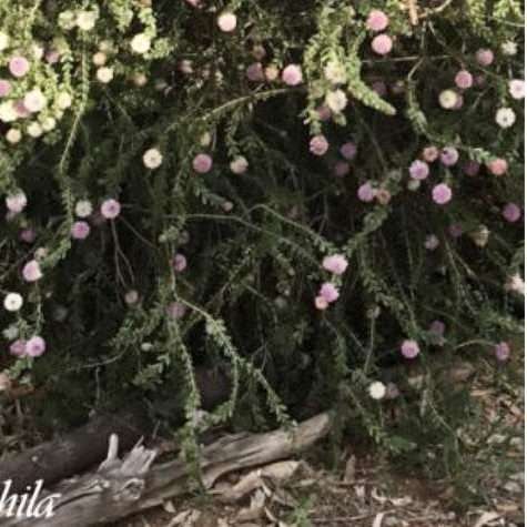 Farm Plants and Seeds