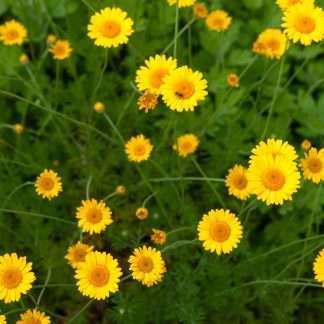 Golden Marguerite
