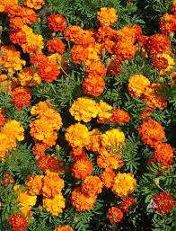 Marigold - Sparky Mixed