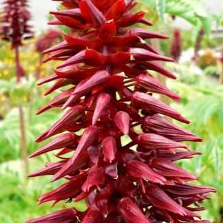 Melianthus Honey Bush