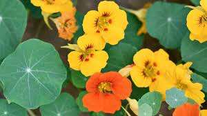 Nasturtium Mixed