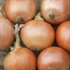 Onion - Hunter River Brown