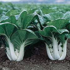 Pak Choi White Stem