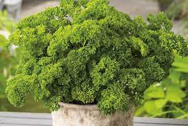 Parsley Curlina