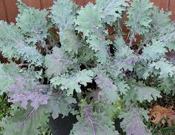 Red Russian Kale