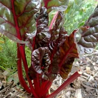Ruby Red Chard