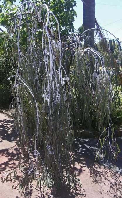 Eucalyptus caesia, 50 seeds