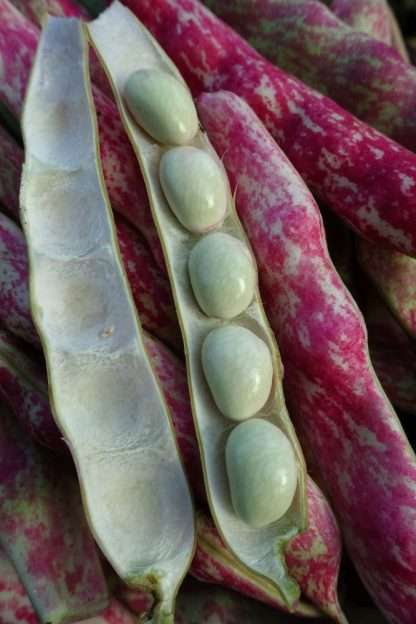Borlotti Bean - Image 2