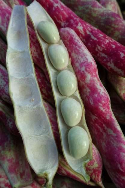 Borlotti Bean