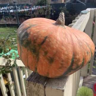 Australian Butter Pumpkin