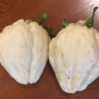 2 Rare Large White Chokos To Grow Or Eat
