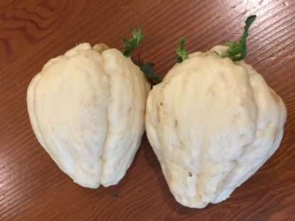 1 Rare White Choko Fruit / Seedling
