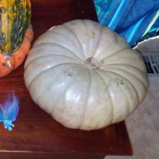 Grey Crown Pumpkin