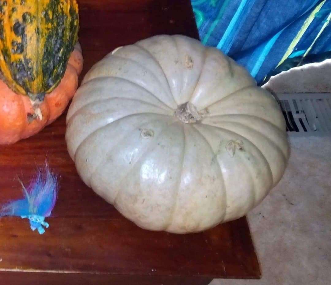 Grey Crown Pumpkin Grey Crown Pumpkin