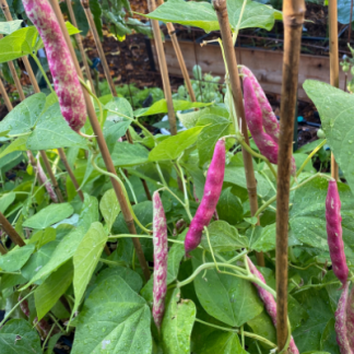 Borlotti Bean