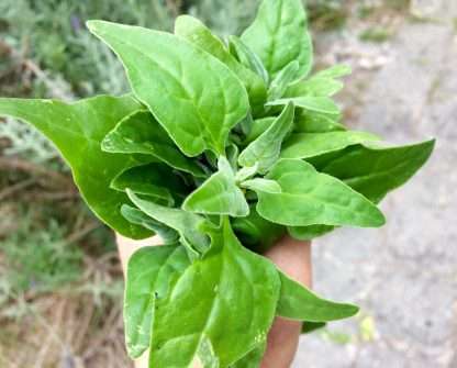 Tetragonia Tetragonioides - Warrigal Greens