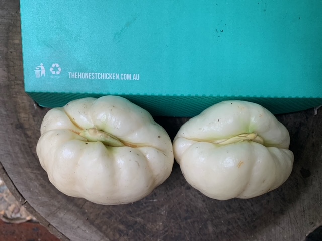 2 Rare Large White Chokos To Grow Or Eat 2 Rare Large White Chokos To Grow Or Eat - Image 9