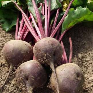 Globe Red Beetroot