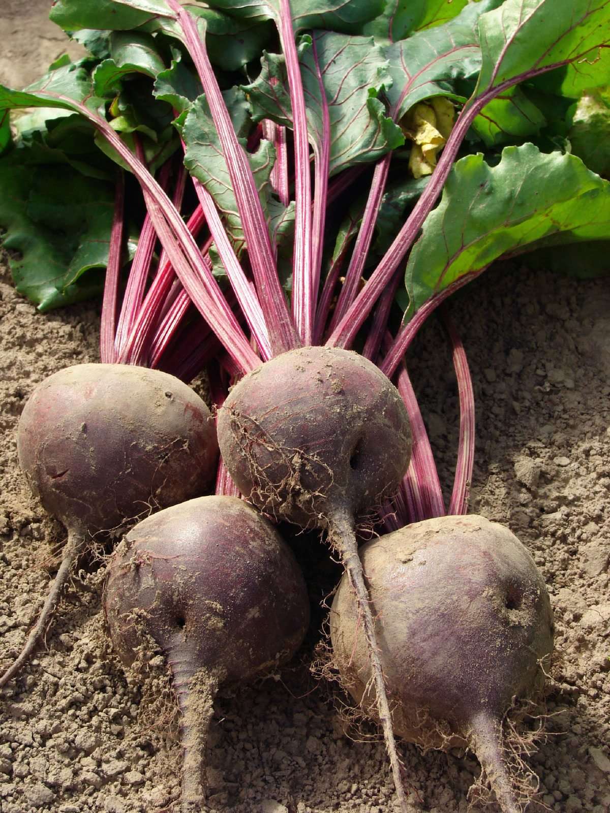 Globe Red Beetroot