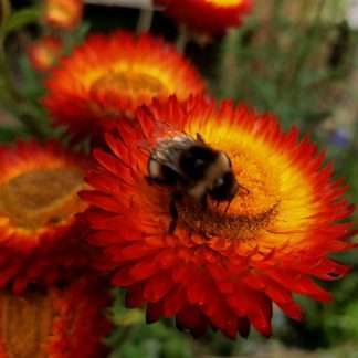 Everlasting Daisy Copper Red