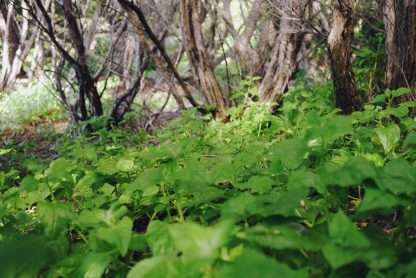Tetragonia Tetragonioides - Warrigal Greens