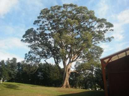 Eucalyptus Obliqua - Messmate Stringybark