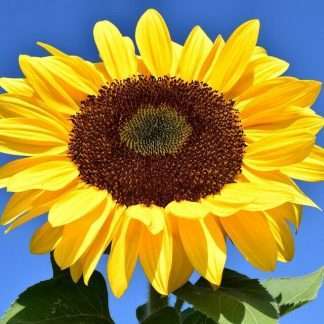 Sunflower Giant Single