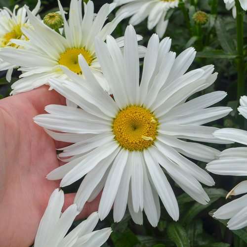 Shasta Daisy Shasta Daisy - Image 2