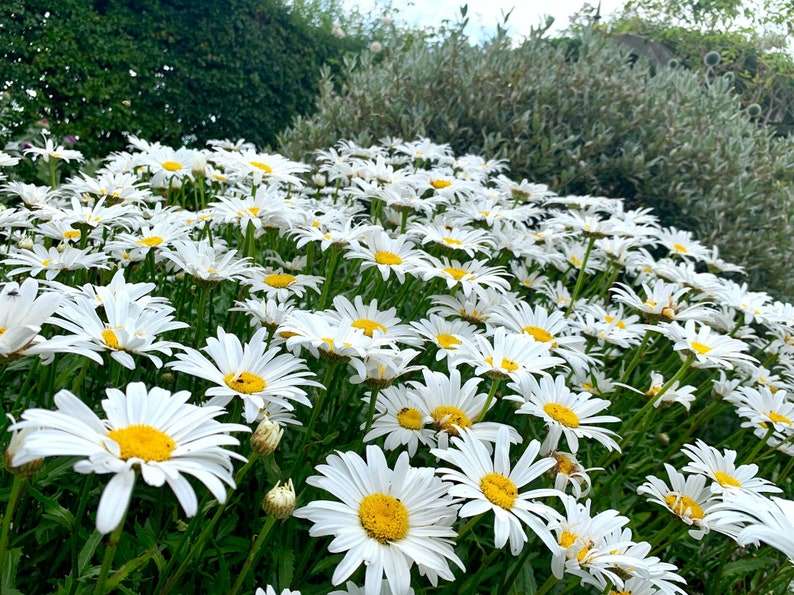 Shasta Daisy Shasta Daisy