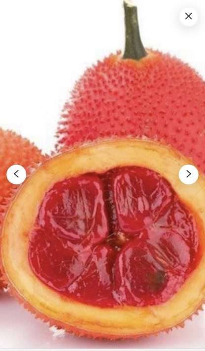 3x Gac Fruit Momordica Cochinchinensis - Image 2