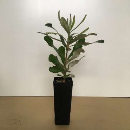 5 x Native Plants - Banksia Integrifolia - Coast Banksia