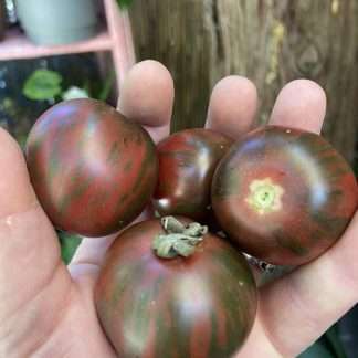Tomato - Violet Jasper