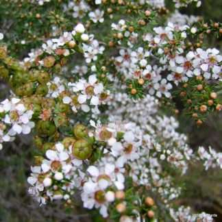 Leptospermum Continentale - Prickly Tea-tree