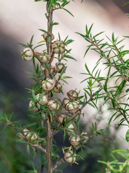 Leptospermum Continentale - Prickly Tea-tree