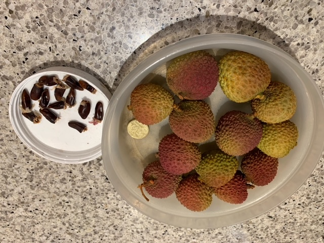 Chinese Premium Lychee (Fei Zi-Xiao) 妃子笑荔枝 Chinese Premium Lychee (Fei Zi-Xiao) 妃子笑荔枝 - Image 4