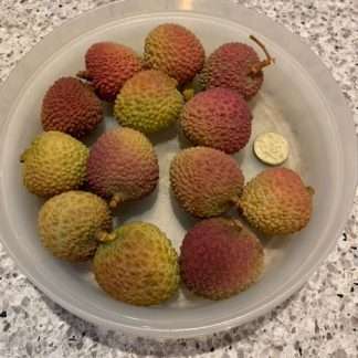 Chinese Premium Lychee (Fei Zi-Xiao) 妃子笑荔枝