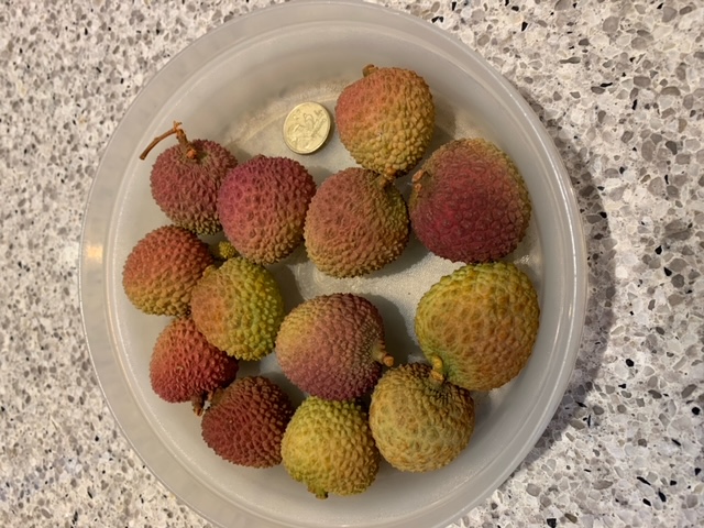 Chinese Premium Lychee (Fei Zi-Xiao) 妃子笑荔枝 Chinese Premium Lychee (Fei Zi-Xiao) 妃子笑荔枝