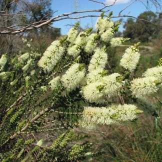 Melaleuca Squarrosa - Scented Paperbark